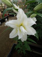 [5290 Carolina No02.JPG]